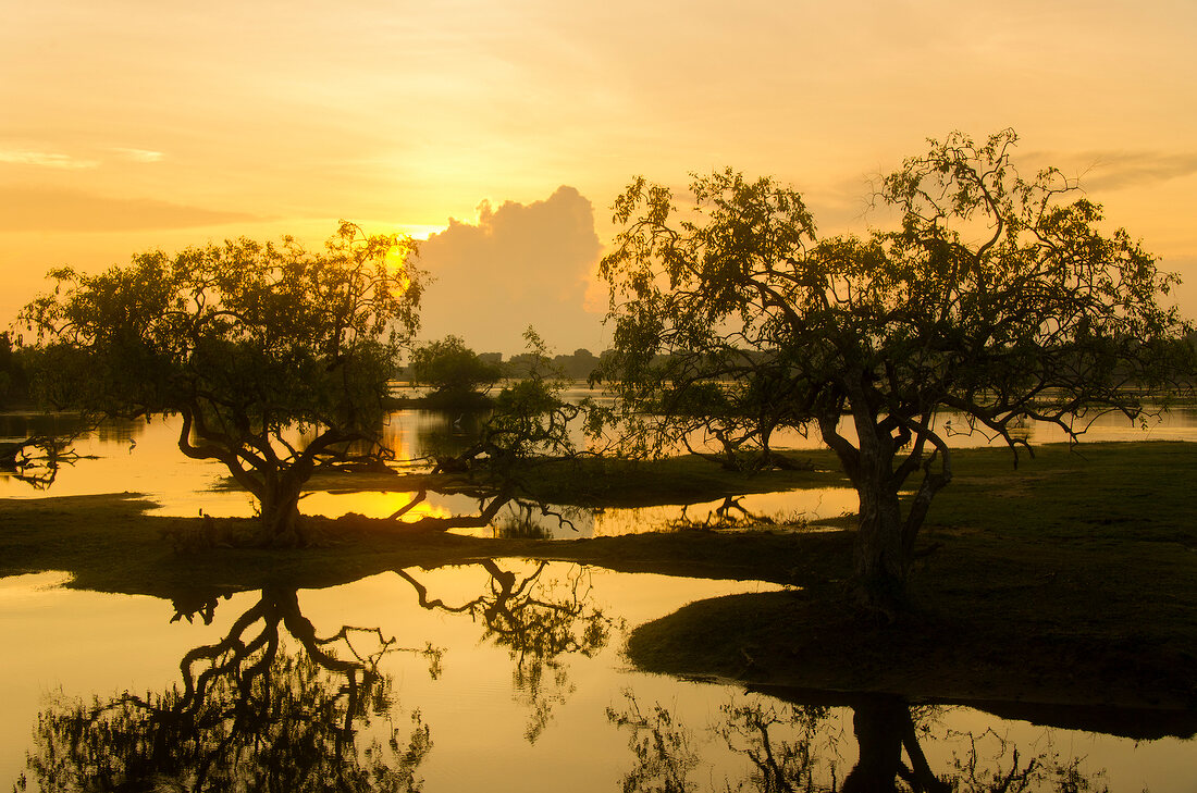 Sri Lanka, Yala-Nationalpark, Lagune Bäume, Abendsonne, malerisch