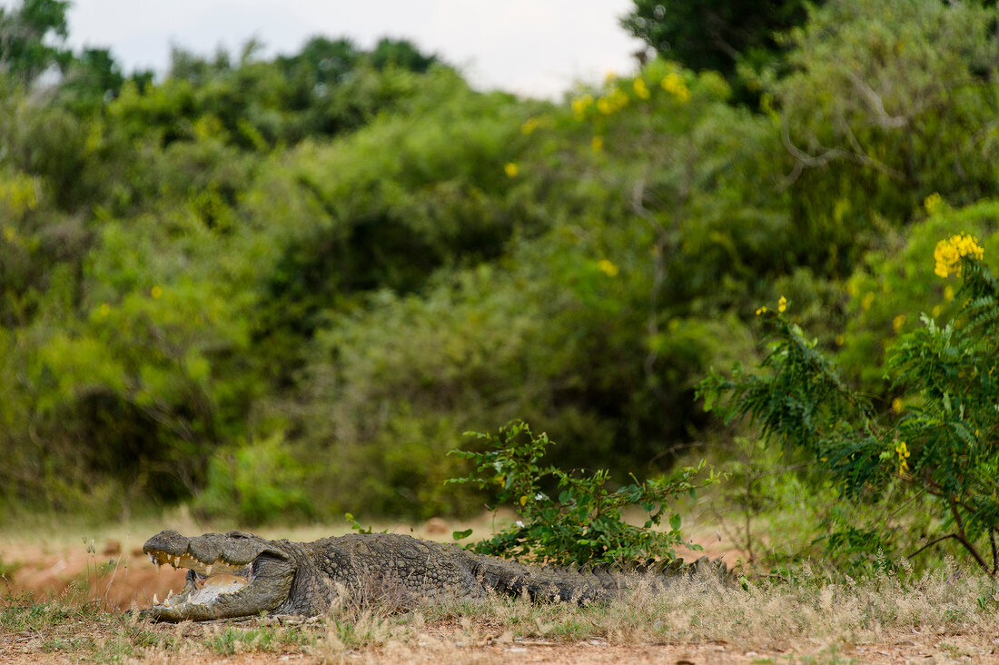 Sri Lanka, Yala-Nationalpark, Sumpfkrokodil