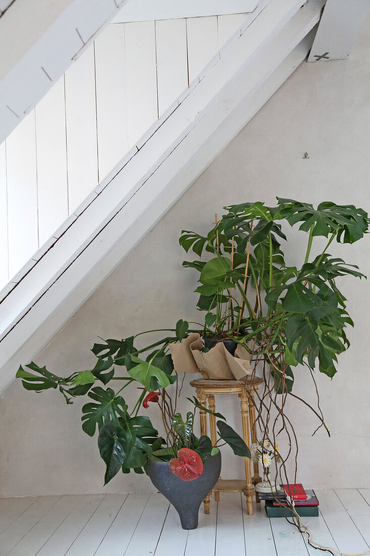 Evergreen anthurium monstera in pot on wooden floor