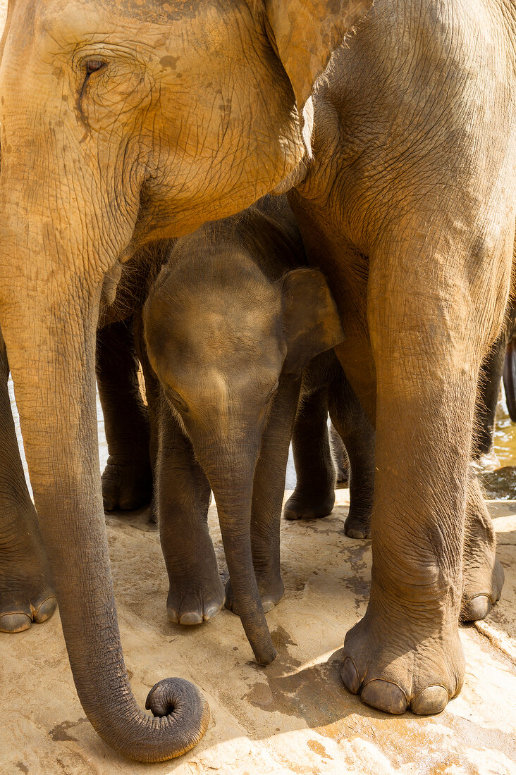 Close-up of elephant with baby elephant, Pinnawela, Sri Lanka