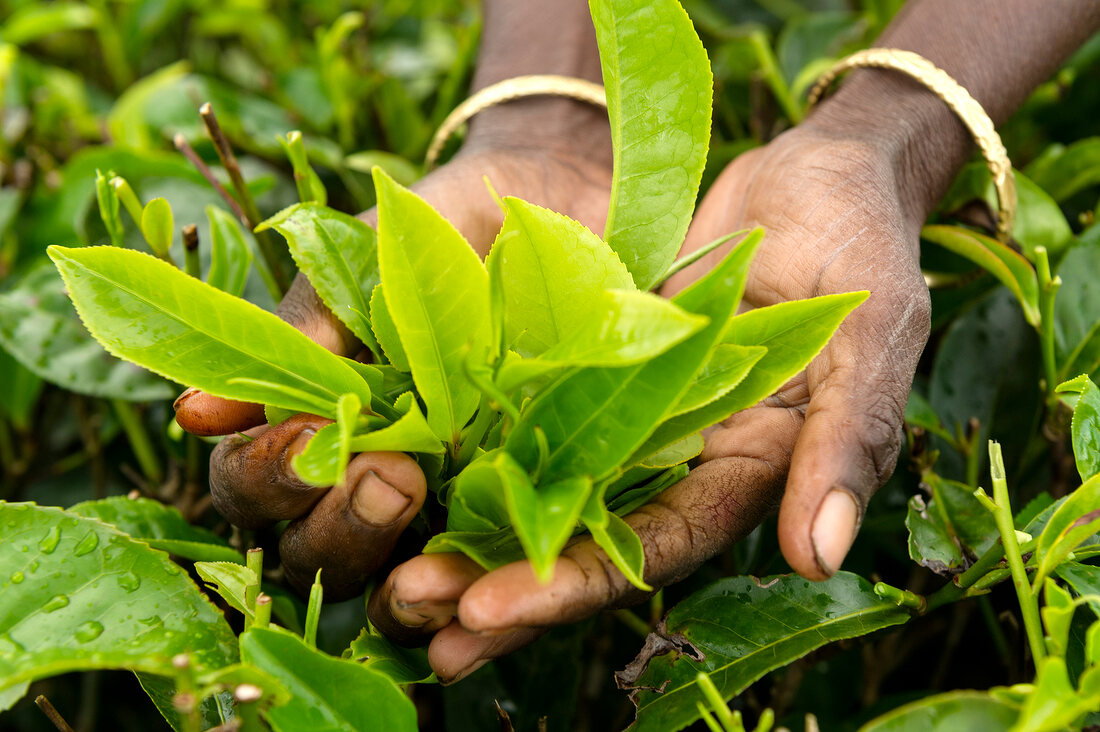 Close-up of tea leaves in hand at tea plantation, Nuwara Eliya, Sri Lanka