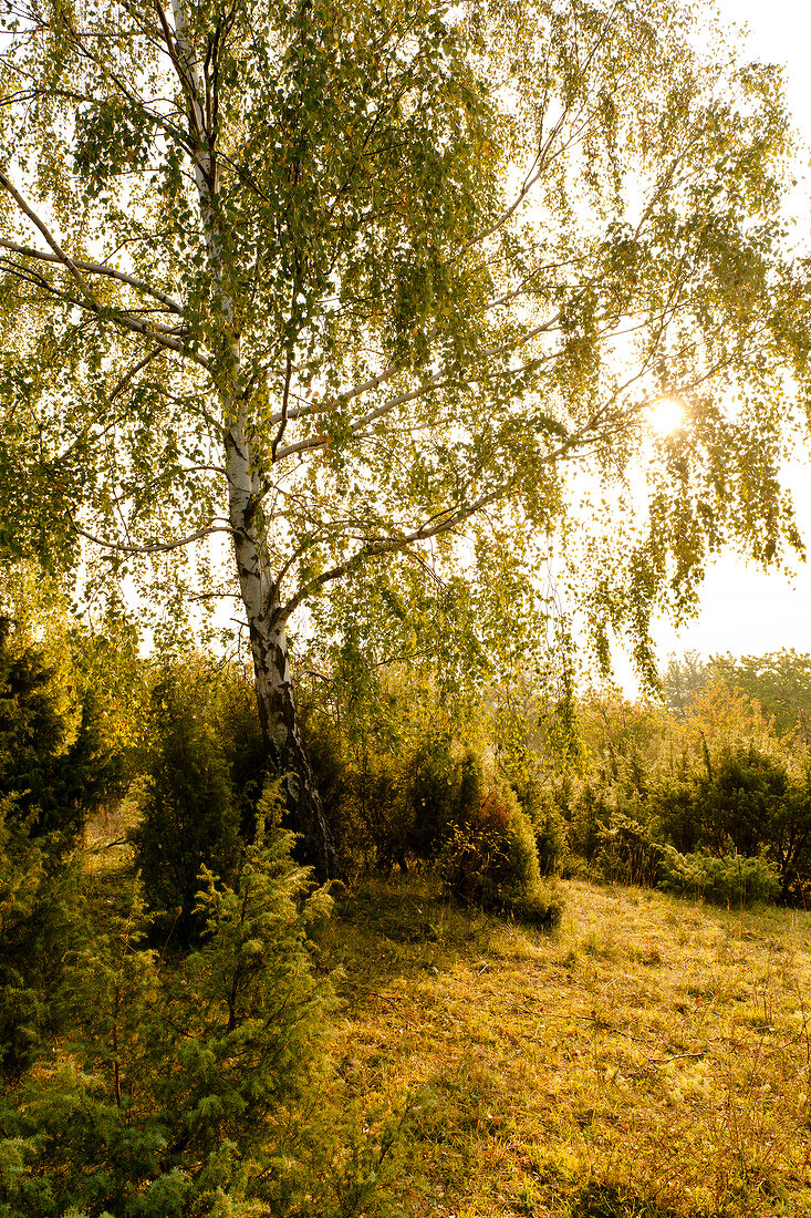 View of Birch tree at Fohrenbach, Germany