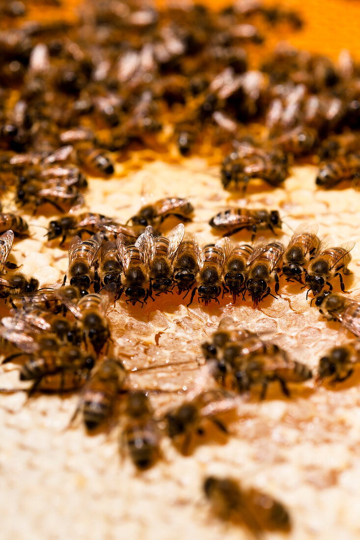 Close-up of bees on honeycomb, Kassel, Hesse, Germany