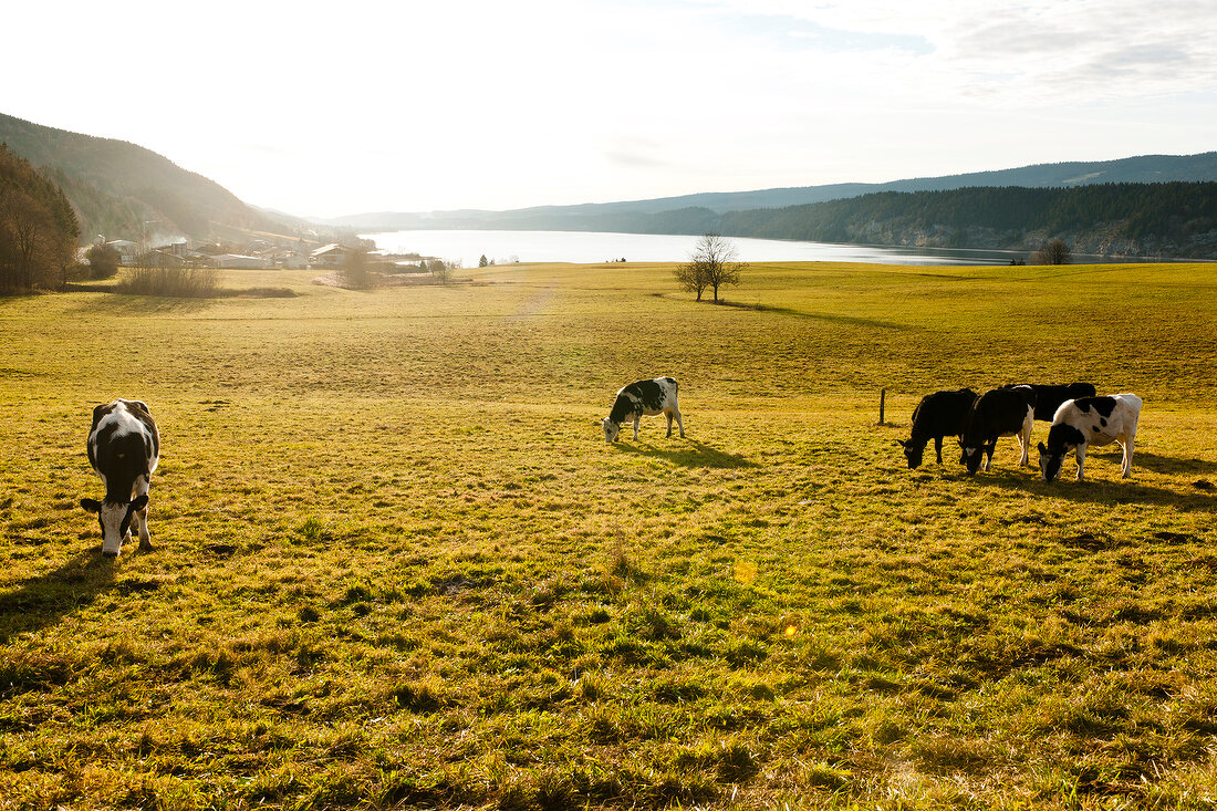 Genfer See, Vallée de Joux, Blick auf den Lac de Joux, Kühe