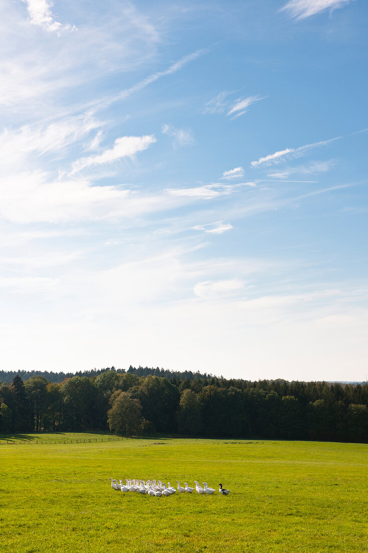 Flock of geese in green field at Witzenhausen, Hesse, Germany