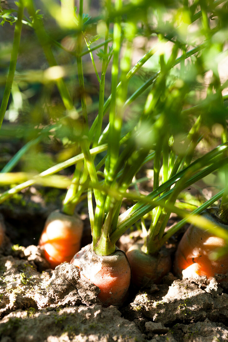 Close-up of carrots in Hessian State Domain Frankenhausen