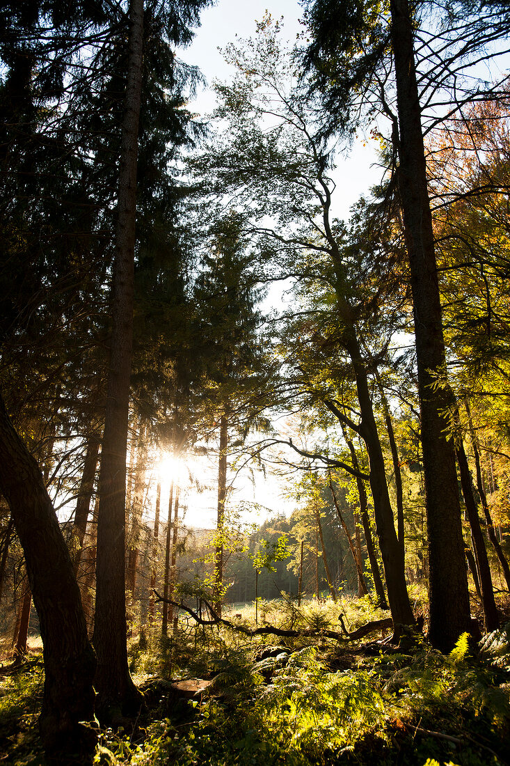 Forest near Grossalmerode, Witzenhausen, Kassel, Hessen, Germany