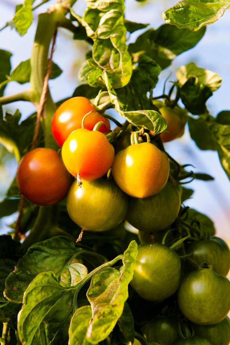 Greenhouse tomatoes in Witzenhausen Freudenthal at Hessen-Kassel