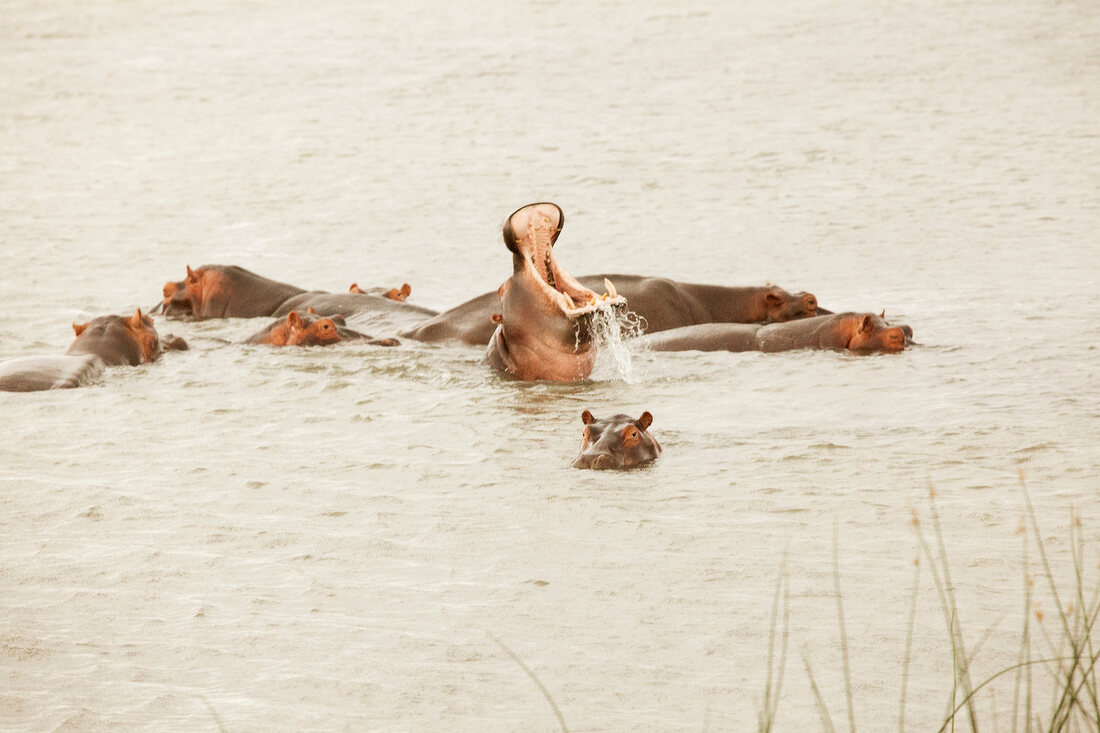 View of hippos yawning in Lake St. Lucia, South Africa