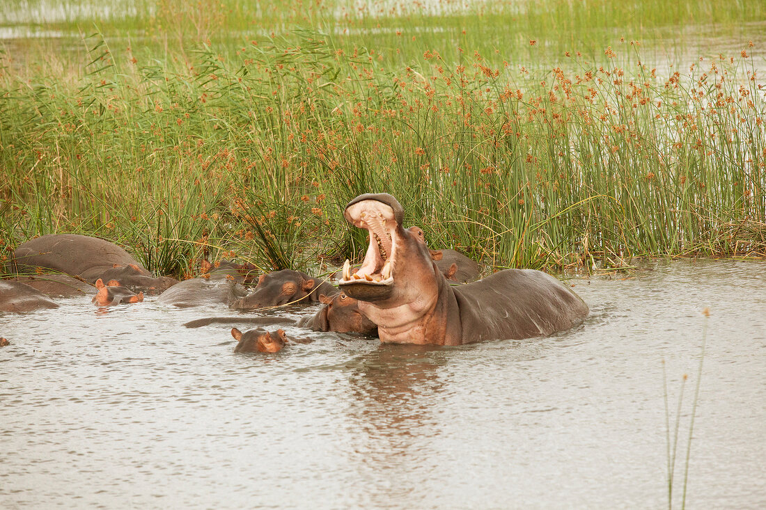 Hippopotamus yawning in Lake St. Lucia at South Africa