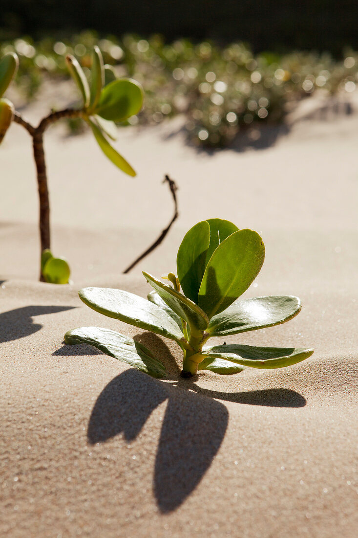 Close-up of plants in Maputaland Marine Reserve beach at South Africa