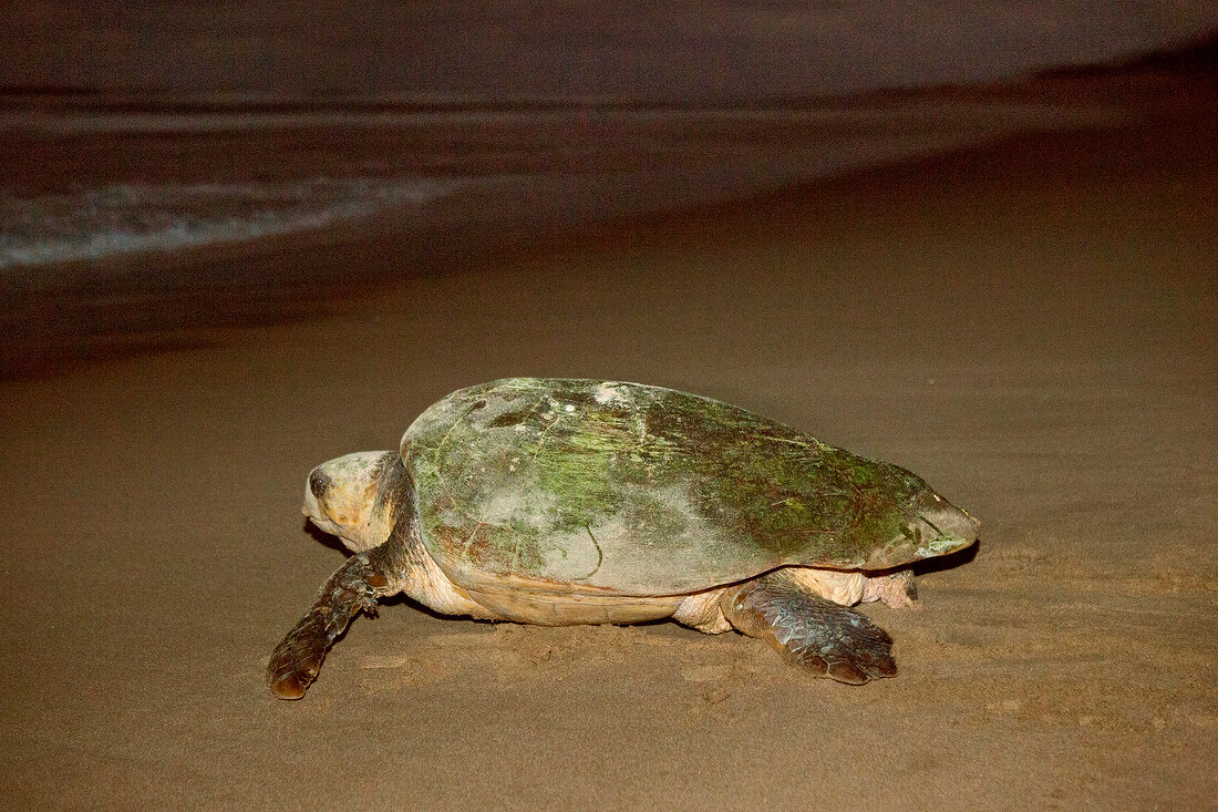 Close-up of turtle on sand at Maputaland Marine Reserve in beach, South Africa