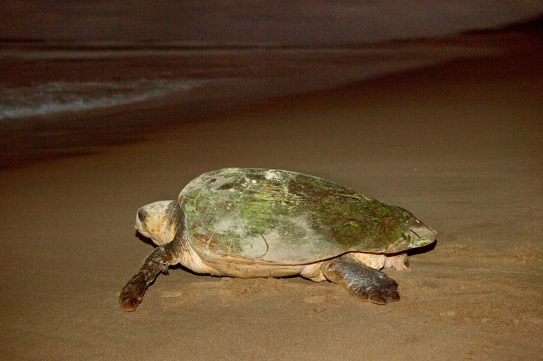 Südafrika, Maputaland Marine Reserve Schildkröte am Strand