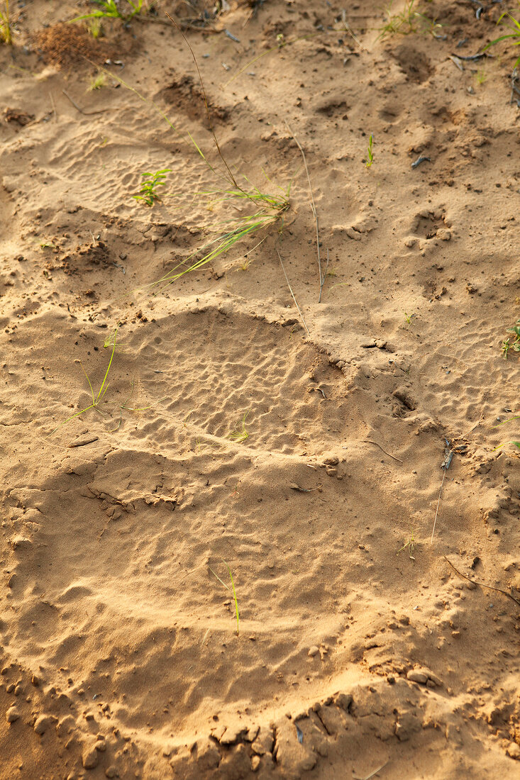 Foot print on mud at Phinda Private Game Reserve, KwaZulu-Natal, South Africa,