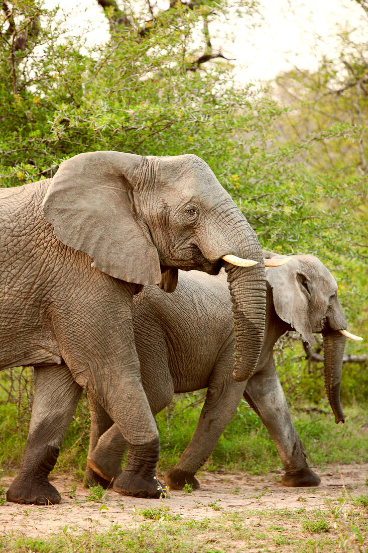 Südafrika, Phinda Game Reserve, Reservat, Elefant, Elefanten