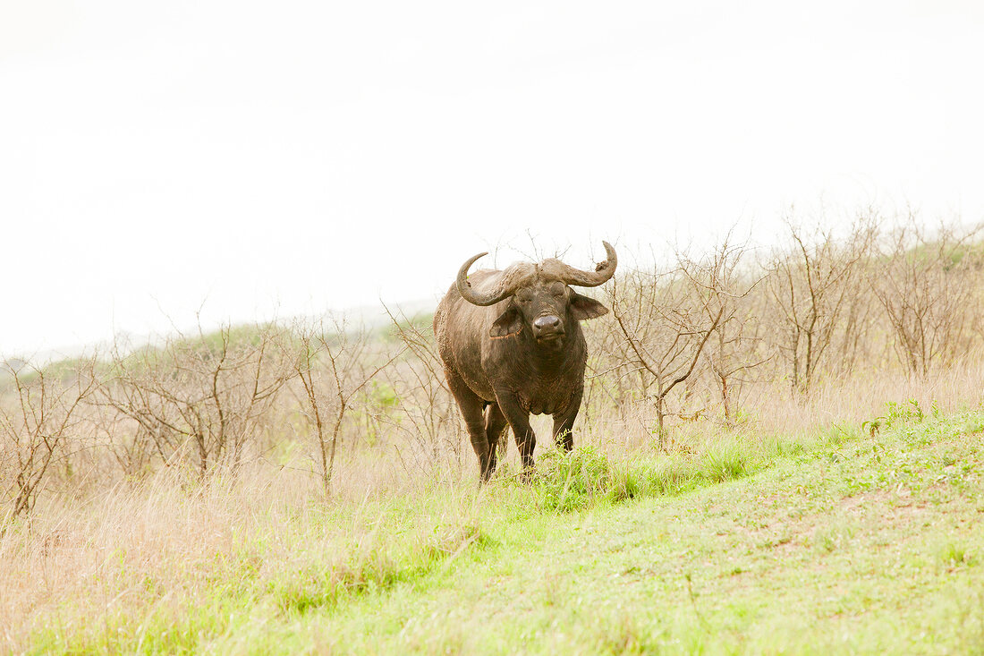 Südafrika, Phinda Game Reserve, Reservat, Büffel, Bueffel