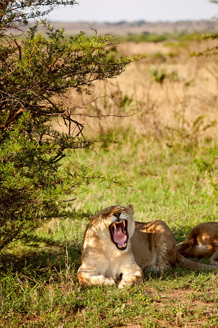 Close-up of lioness sitting and roaring in shade at forest, South Africa