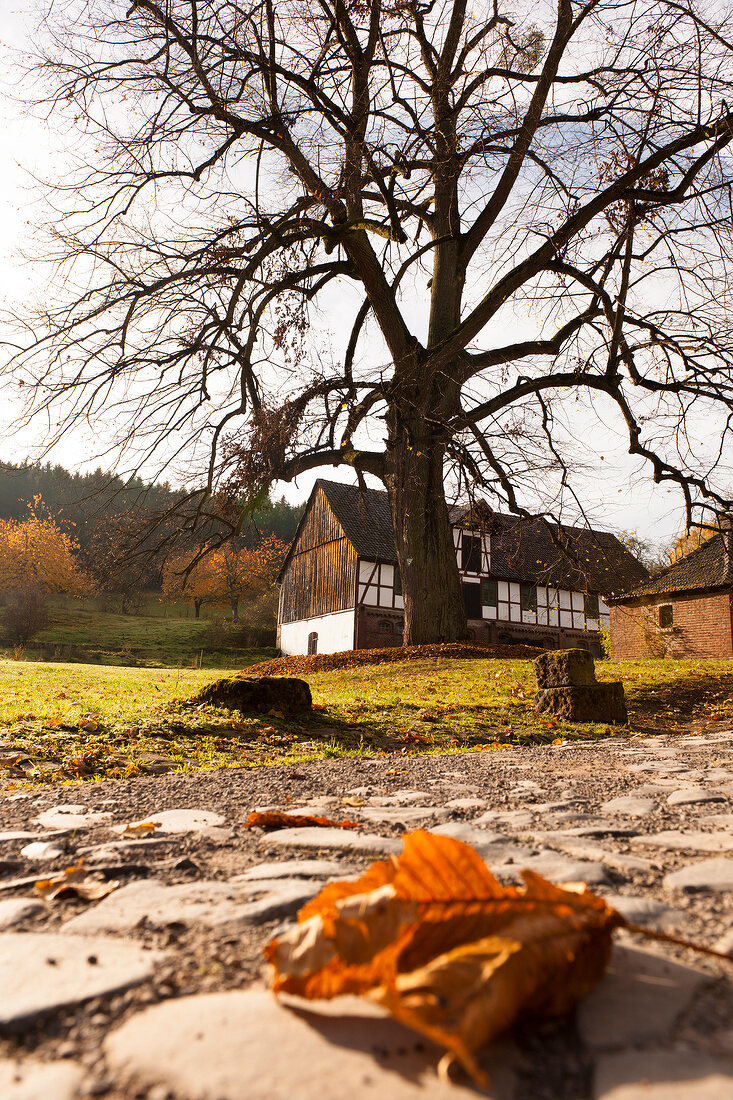 View of bare tree and house with dried leaf in foreground, Kassel, Witzenhausen, Germany