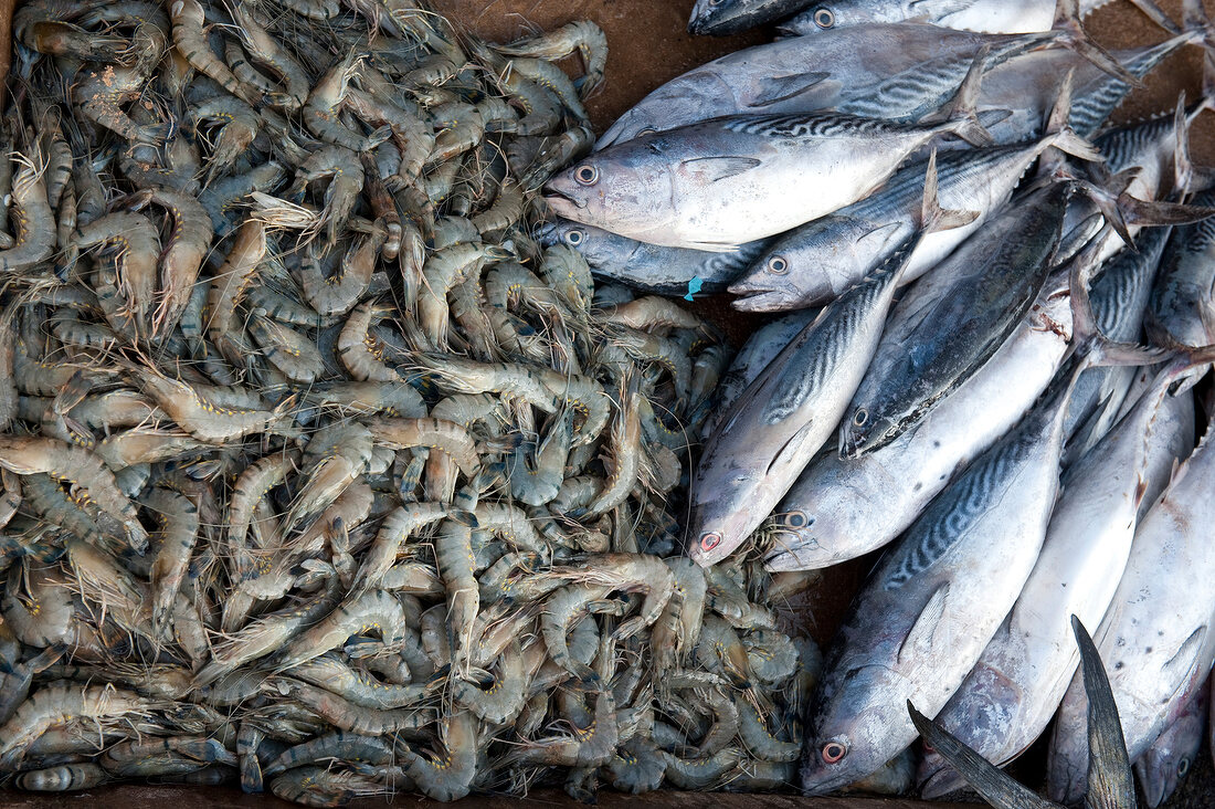 Sri Lanka, nahe Hikkaduwa, Dodanduwa Markt, Fische