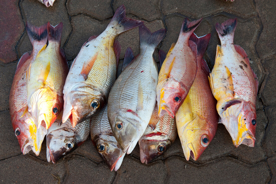 Sri Lanka, nahe Hikkaduwa, Dodanduwa Markt, frischer Fisch