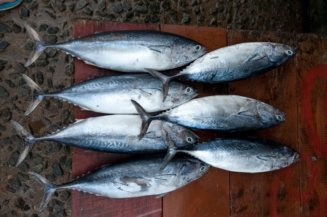 Sri Lanka, frischer Fisch X 