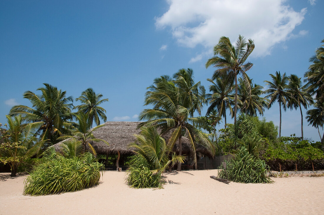 View of palm trees and hut on Tangalle beach, Sri Lanka