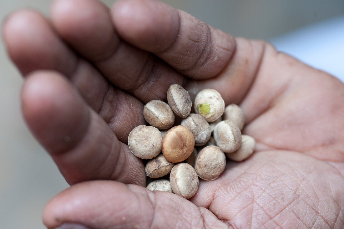 Close-up of hand holding seeds at Barberyn Reef Ayurveda Resort, Beruwala, Sri Lanka