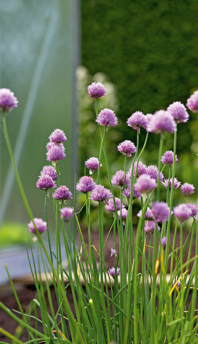 Close-up of flowering chives