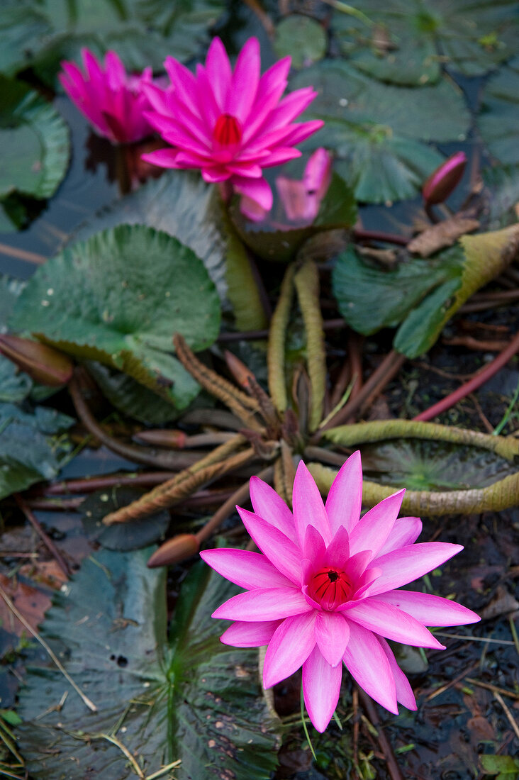 Pink lotus flowers in Weligama, Sri Lanka
