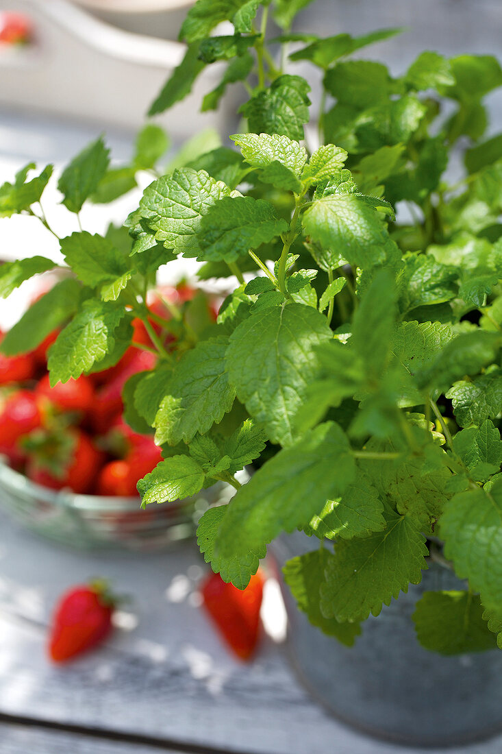 Landküche, Zitronenmelisse und Erdbeeren