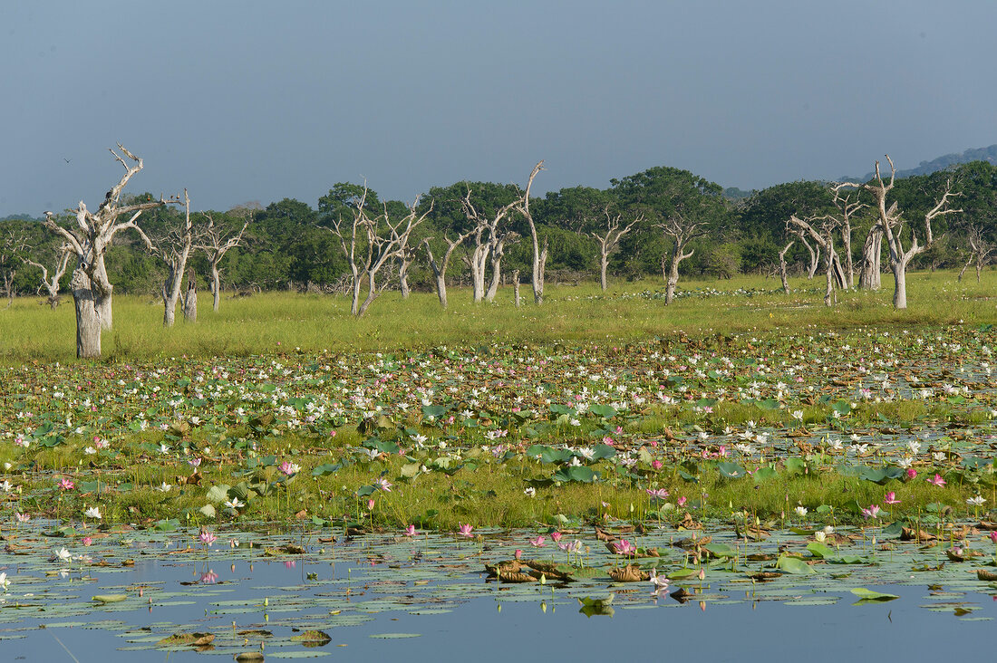 Sri Lanka, Yala-Nationalpark, Lagune kahle Bäume, Seereosen, malerisch