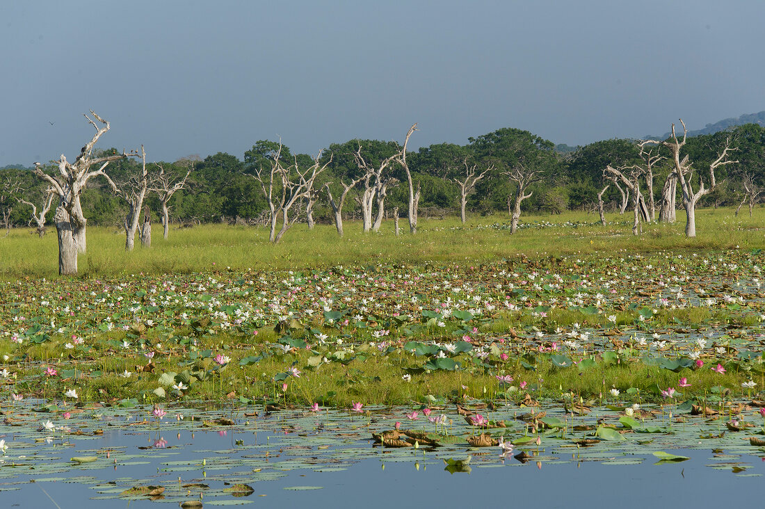 View of bare trees and water lilies in lake at Yala National Park, Sri Lanka