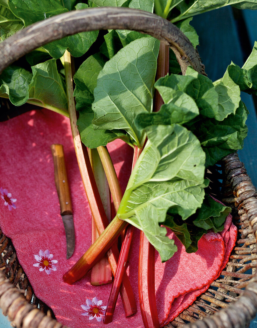 Close-up of freshly harvested rhubarb in a basket