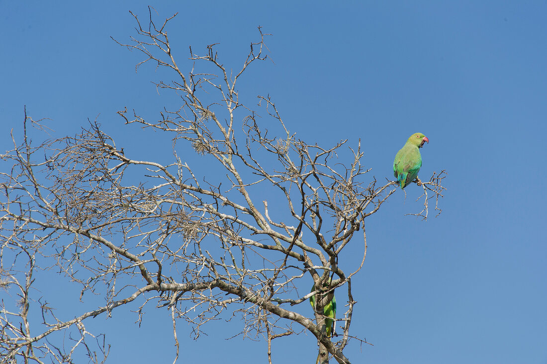 Low angle view of green Parrot sitting on bare tree at Yala National Park, Sri Lanka