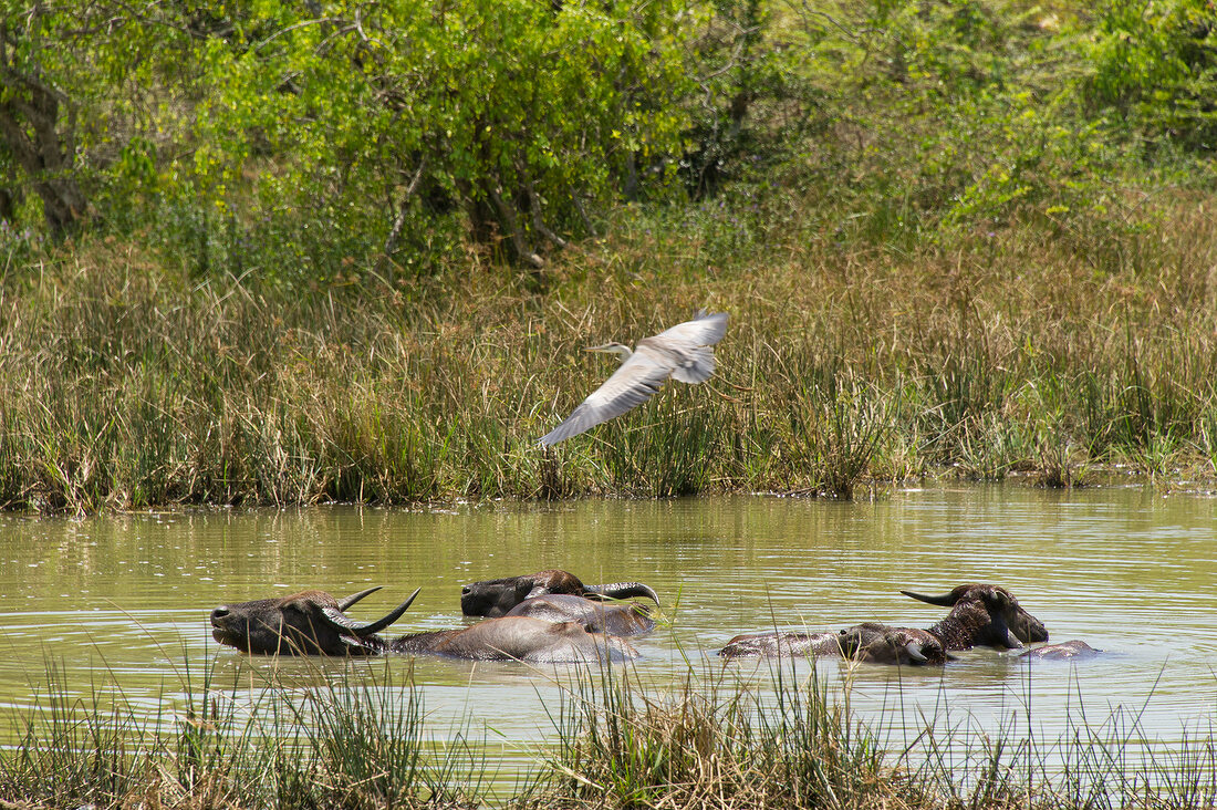 Buffaloes in water and bird flying above at Yala National Park in Sri Lanka