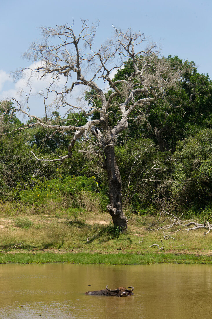 Sri Lanka, Yala-Nationalpark, kahler Baum, Wasserbüffel im Wasser