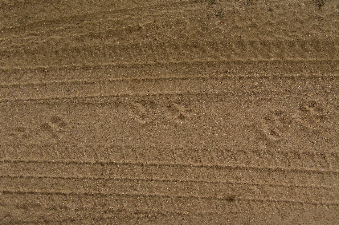 Sri Lanka, Yala-Nationalpark, Sand, Abdrücke