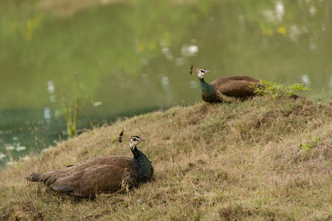 Peahen at Yala National Park, Sri Lanka