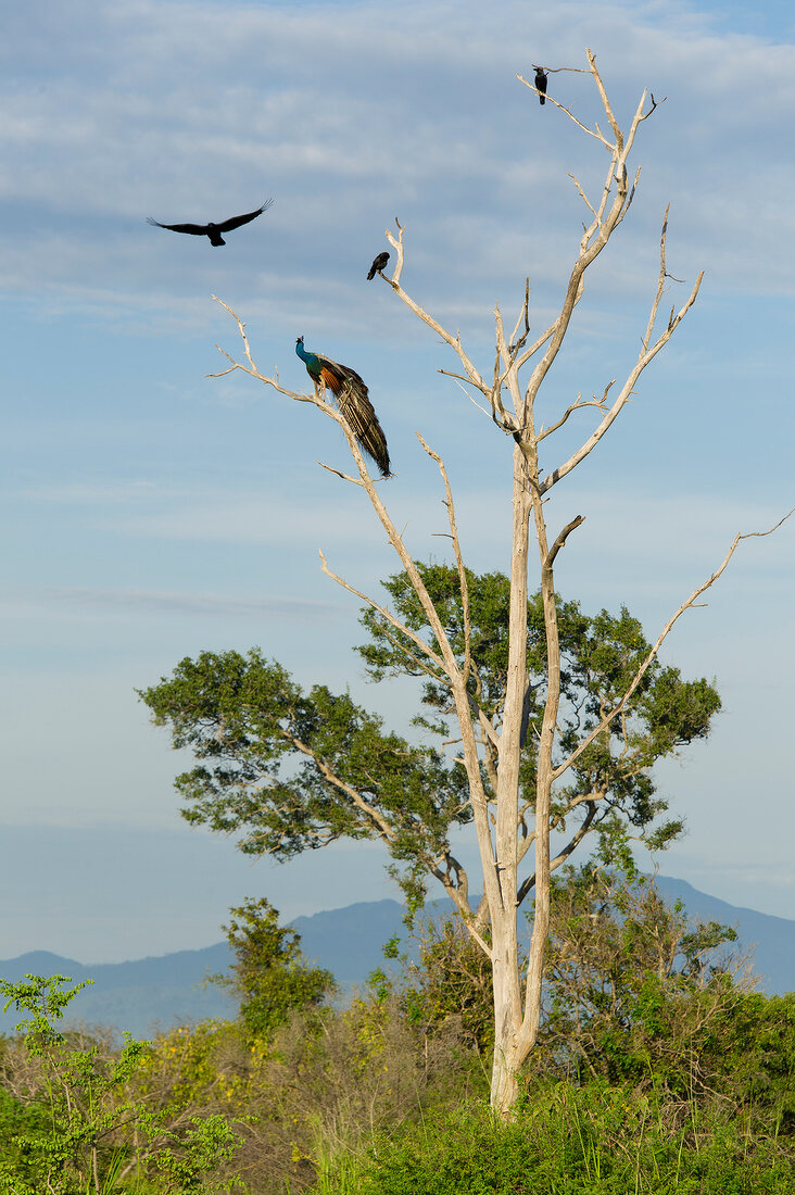 Peacock on tree at Udawalawe National Park, Sri Lanka