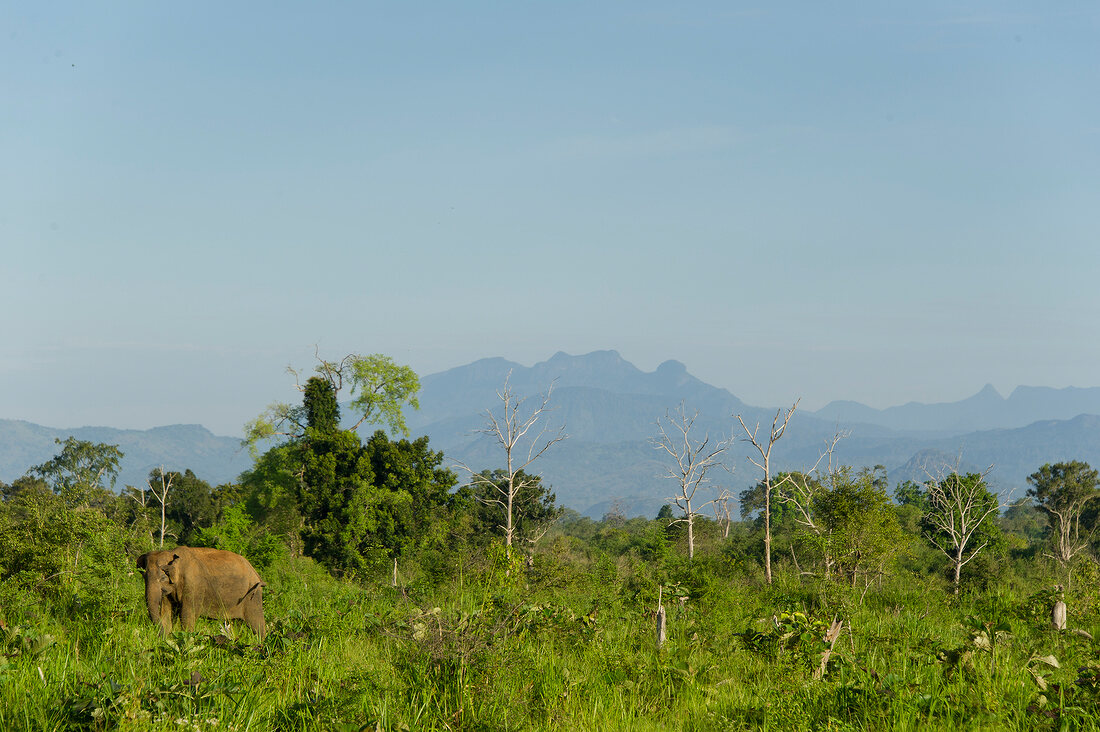 Elephant in forest at Udawalawe National Park, Sri Lanka