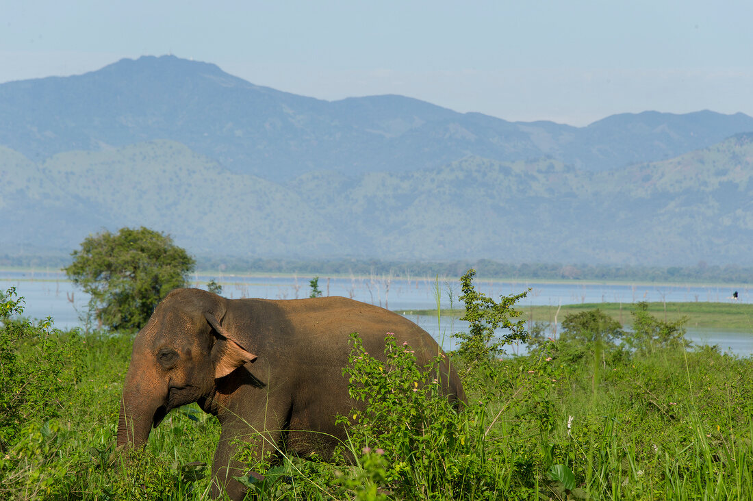Elephant walking in Udawalawe National Park overlooking mountains, Uva Province, Sri Lanka