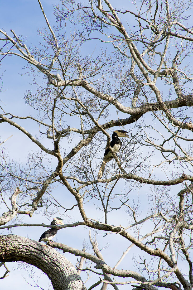Hornbill on bare tree at Yala National Park, Sri Lanka