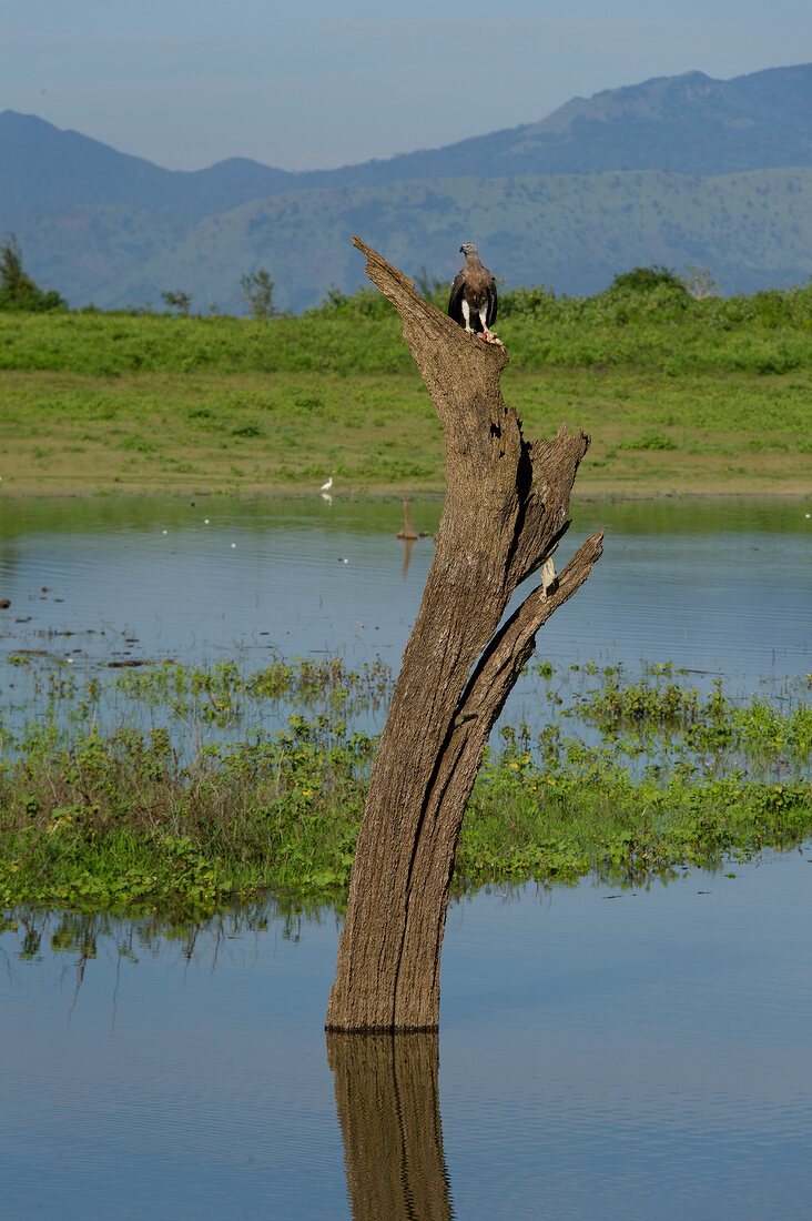 Eagle on old tree trunk at Udawalawe National Park, Sri Lanka