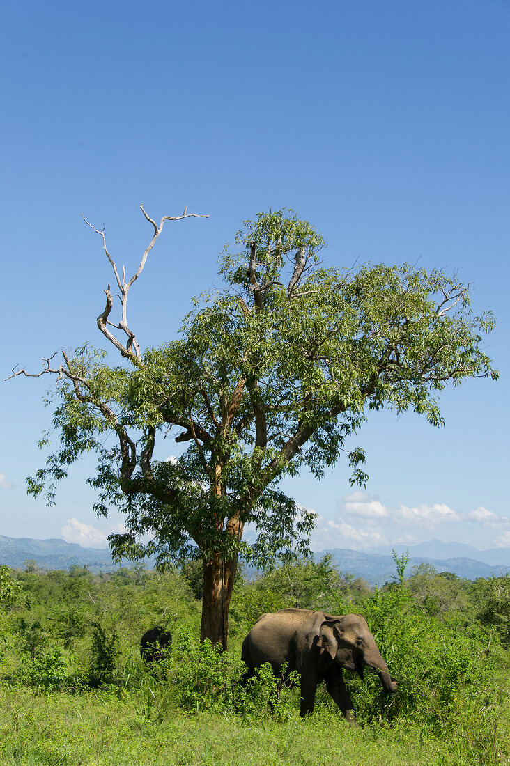 Elephant grazing at Udawalawe National Park, Sri Lanka