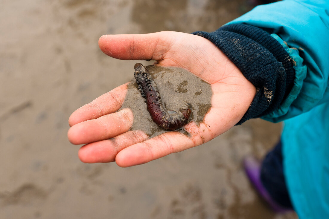 Hand eines Kindes mit Wattwurm