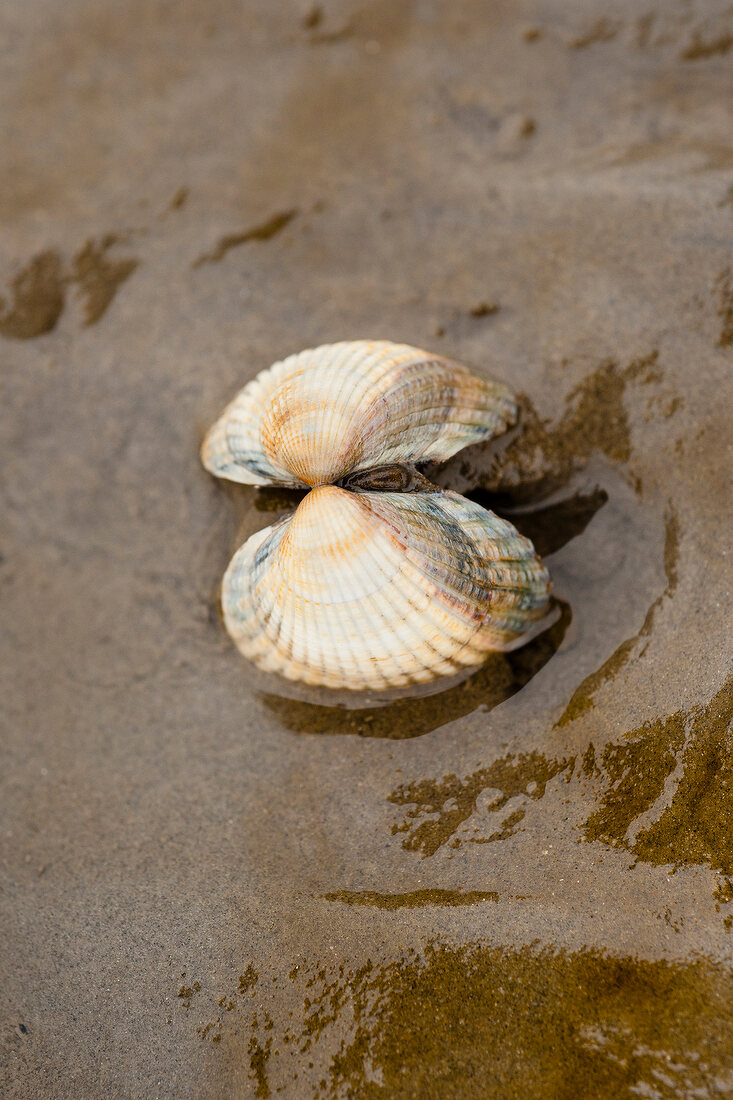 Cockle and mussel in Wadden Sea, Germany