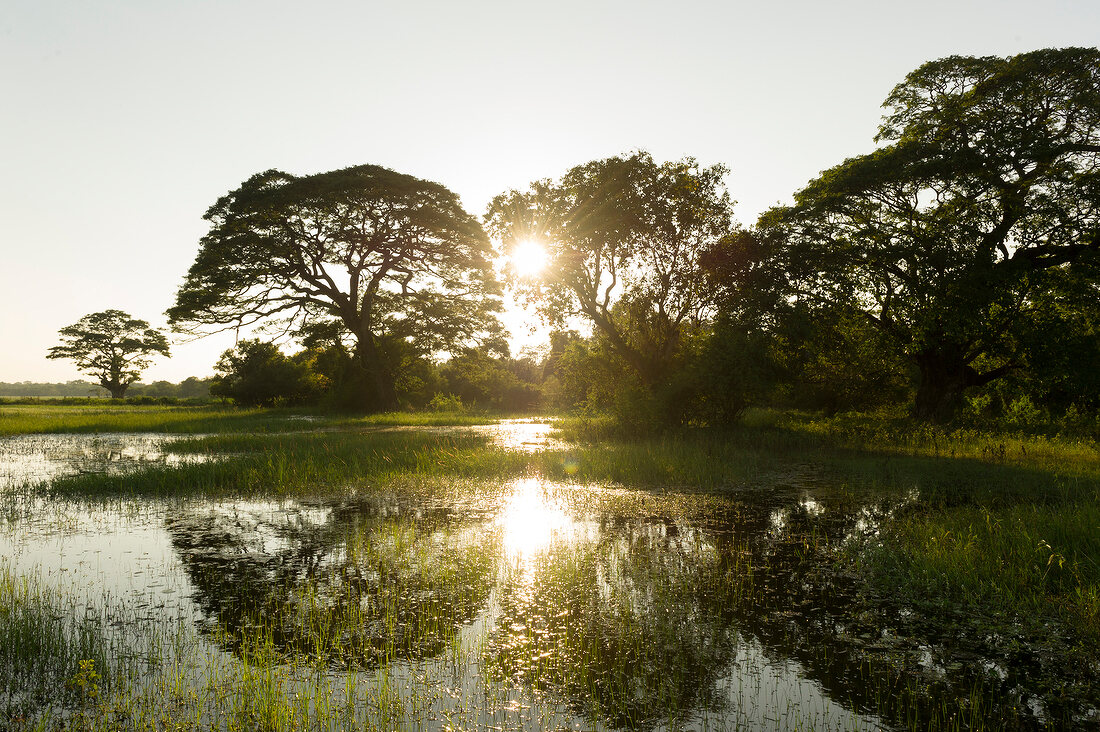 View of trees, sunlight and water at Basawkkulama Tank, Anuradhapura, Sri Lanka