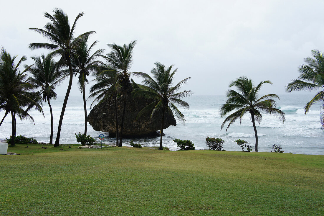 View of lawn and palm tree with sea at Lesser Antilles, Caribbean island, Barbados