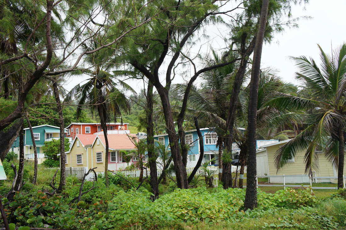 Barbados, Insel der Kleinen Antillen, Karibik, Karibikinsel