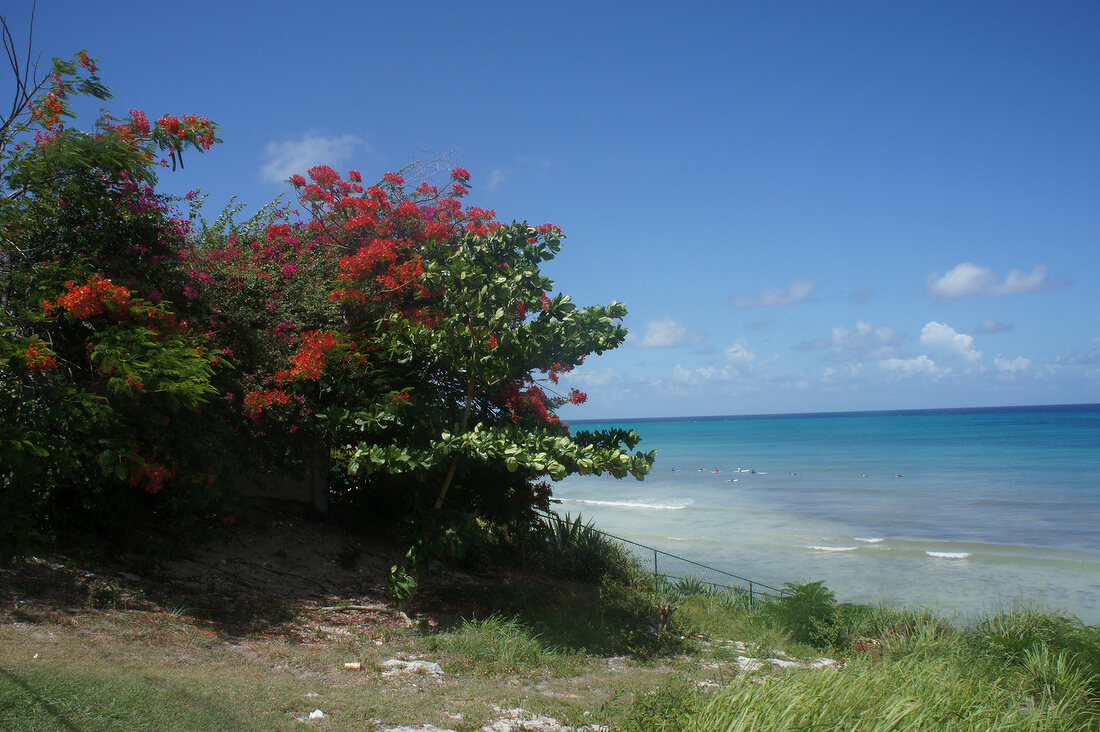 View of Caribbean sea with waves and rocks at Lesser Antilles, Caribbean island, Barbados